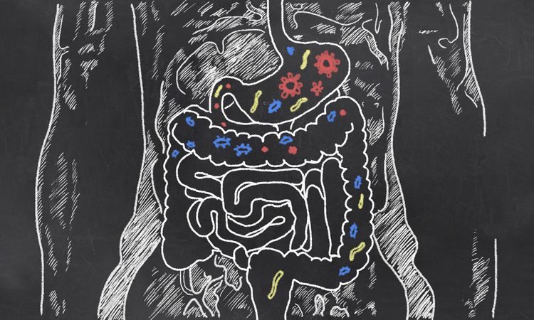 How to Improve Your Gut Health and Microbiome